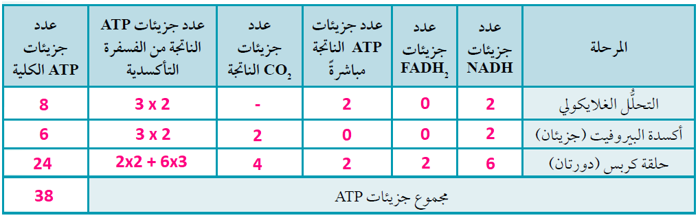 عدد الجزيئات الناتجة من أكسدة جزيء واحد من الغلوكوز عدد الجزيئات الناتجة من أكسدة جزيء واحد من الغلوكوز